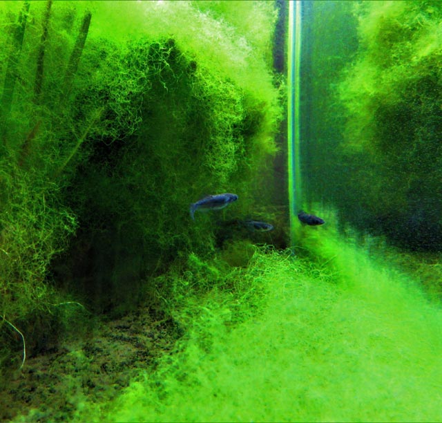 自然浄化水槽と藻
